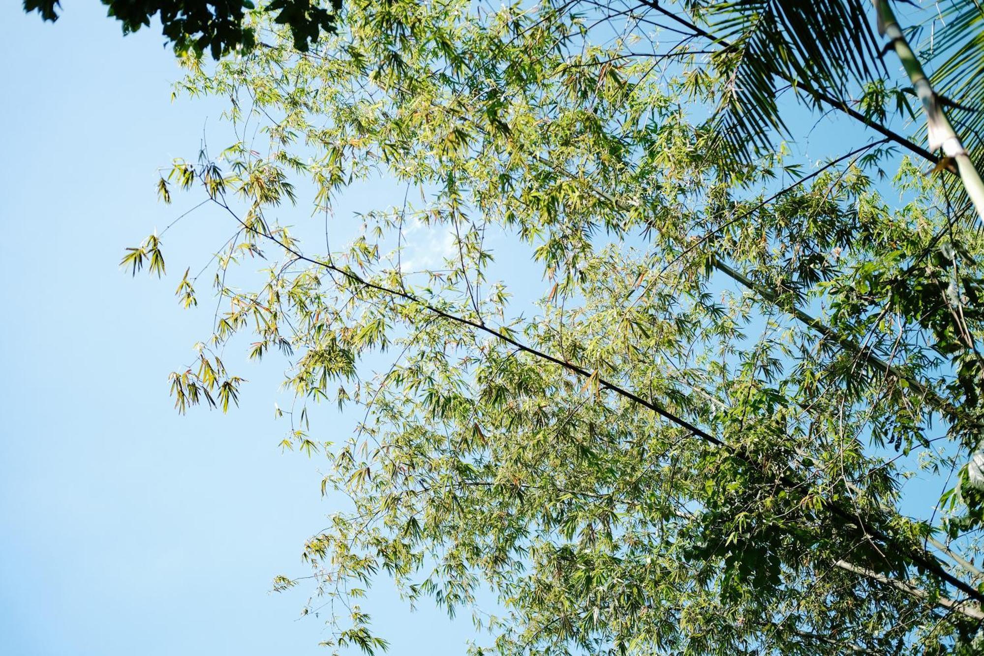 Vila Treehouse De Valentine Balamban Exteriér fotografie